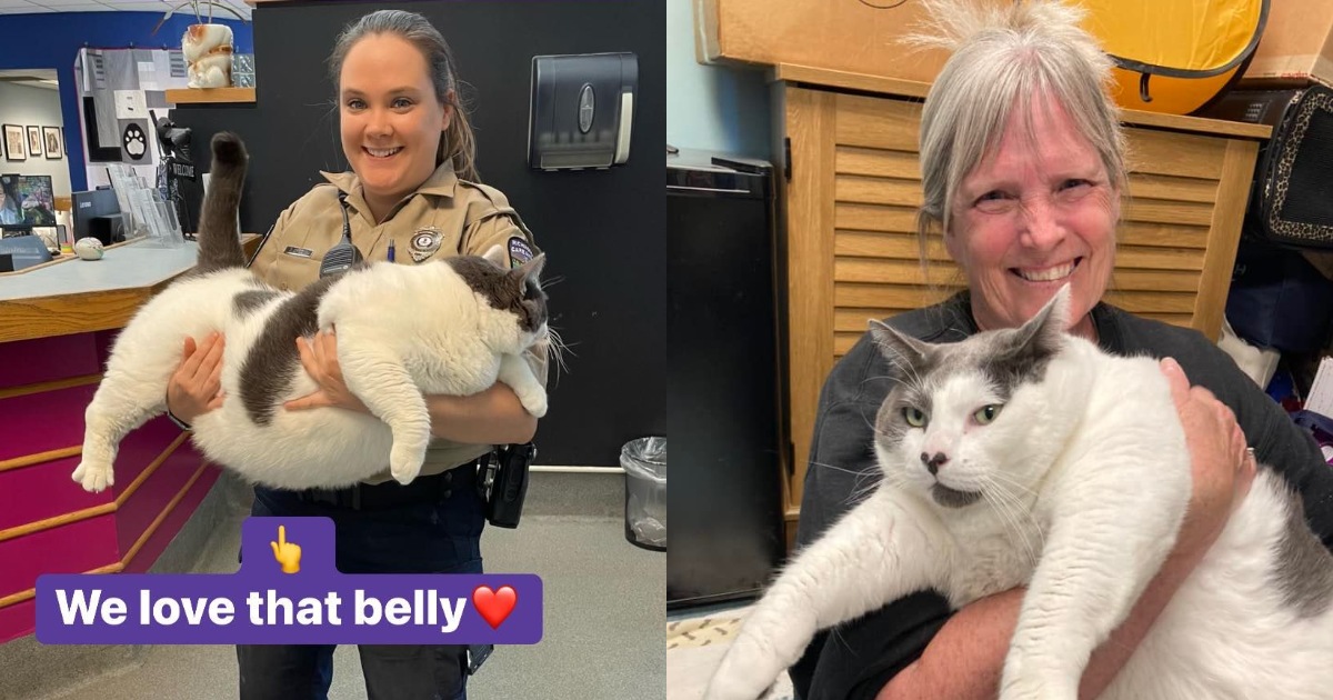 This 40pound cat was 'unadoptable'—until a woman fell in love with him